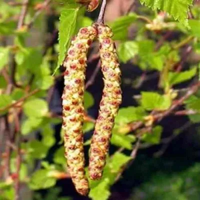 Береза бородавчатая в Москве