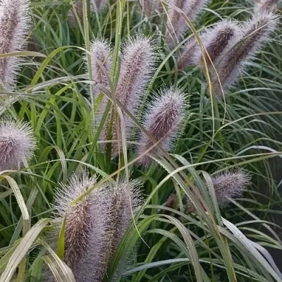 Пеннисетум БЛЭК БЬЮТИ в Москве