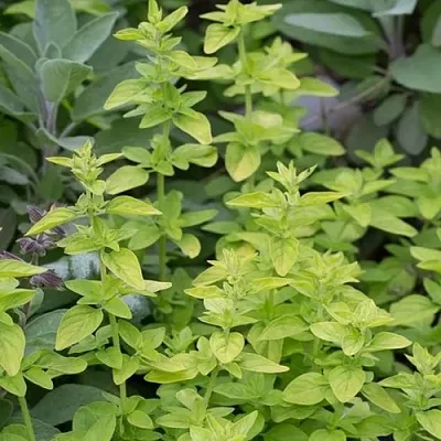 Душица ТАМБЛС ВАРИЕТИ обыкновенная  Душица ТАМБЛС ВАРИЕТИ обыкновенная в Москве