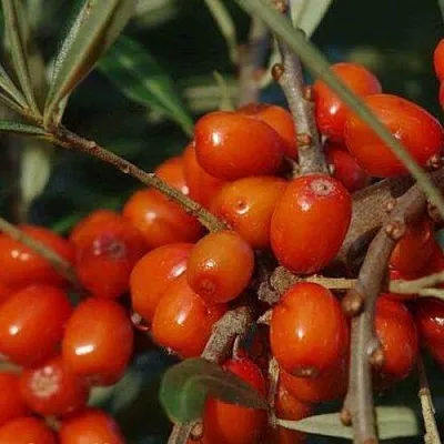 Облепиха ВОРОБЬЕВСКАЯ  Облепиха ВОРОБЬЕВСКАЯ в Москве