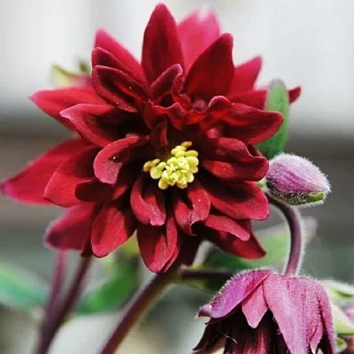 Аквилегия РУБИ ПОРТ обыкновенная  Аквилегия РУБИ ПОРТ обыкновенная в Москве