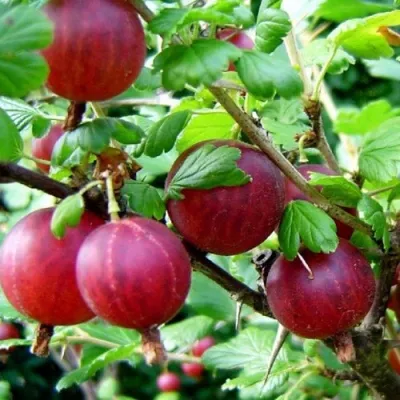 Крыжовник КОНСУЛ — описание сорта Крыжовник КОНСУЛ в Москве