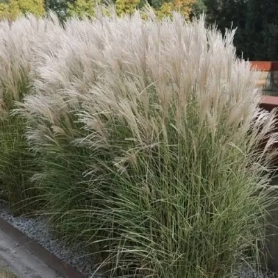 Мискантус КЛЯЙН СИЛЬБЕРСПАЙН китайский  — описание сорта Мискантус КЛЯЙН СИЛЬБЕРСПАЙН китайский  в Москве