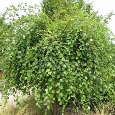 Береза САММЕР КАСКАД черная в Москве