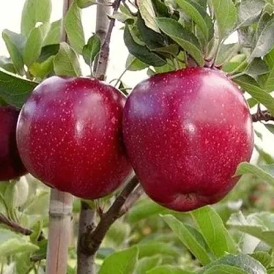 Яблоня РЕД ПРИНЦ  Яблоня РЕД ПРИНЦ в Москве