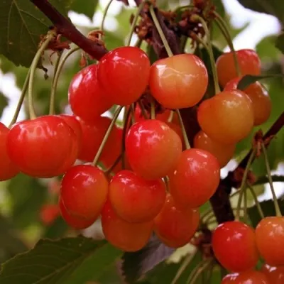 Черешня ФАТЕЖ — описание сорта Черешня ФАТЕЖ в Москве