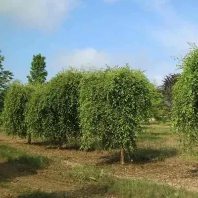 Береза САММЕР КАСКАД черная в Москве