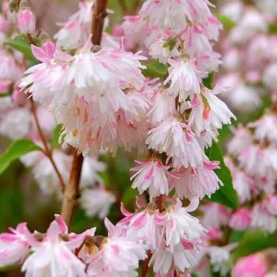 Дейция РОЗЕА ПЛЕНА — описание сорта Дейция РОЗЕА ПЛЕНА в Москве