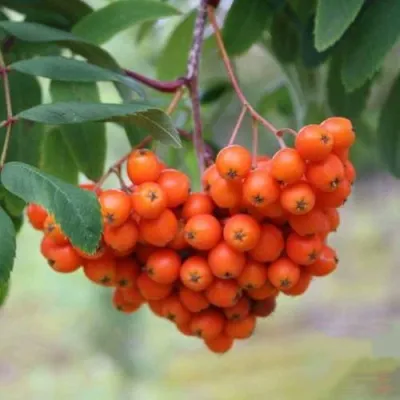 Рябина ВЕФЕД сладкоплодная — описание сорта Рябина ВЕФЕД сладкоплодная в Москве