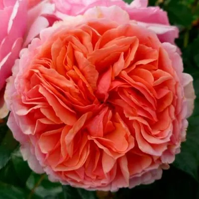 Саженцы роз ЧИППЕНДЕЙЛ чайно-гибридная  Саженцы роз ЧИППЕНДЕЙЛ чайно-гибридная в Москве