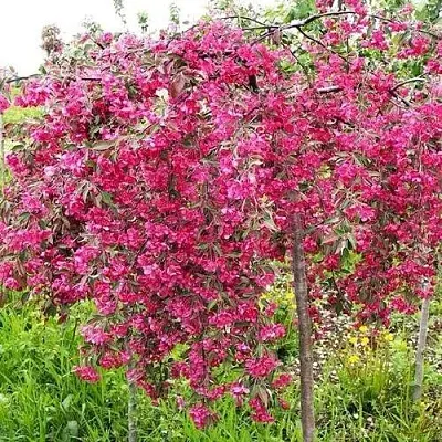 Яблоня КИНГ БЬЮТИ декоративная в Москве