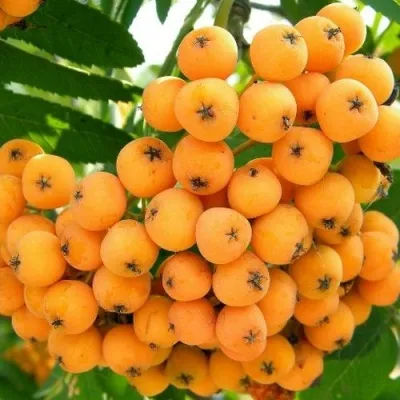 Рябина НЕВЕЖИНСКАЯ ЖЕЛТАЯ сладкоплодная — описание сорта Рябина НЕВЕЖИНСКАЯ ЖЕЛТАЯ сладкоплодная в Москве