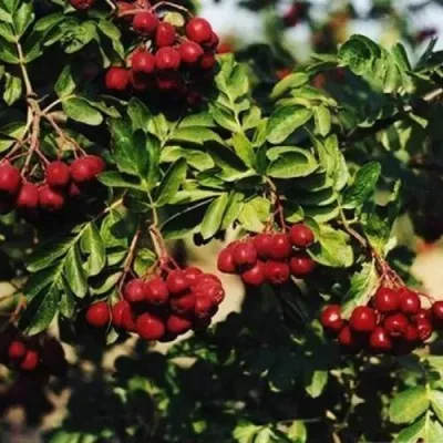 Рябина РУБИНОВАЯ сладкоплодная — описание сорта Рябина РУБИНОВАЯ сладкоплодная в Москве