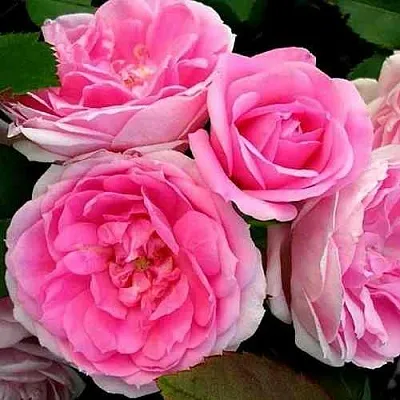 Саженцы роз ПРЕЙРИ ДЖОЙ шраб  Саженцы роз ПРЕЙРИ ДЖОЙ шраб в Москве