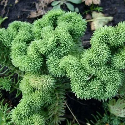 Очиток (седум) КРИСТАТУМ отогнутый  Очиток (седум) КРИСТАТУМ отогнутый в Москве