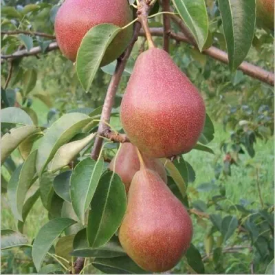 Груша РУМЯНАЯ КЕДРИНА в Москве