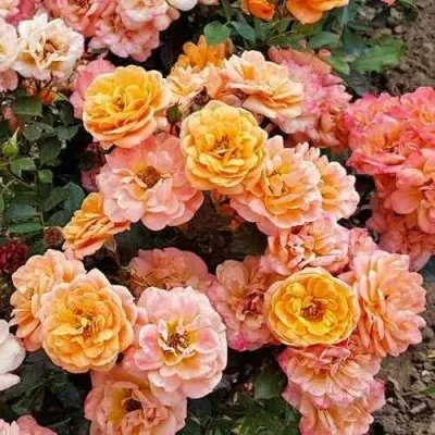 Саженцы роз ЭПРИКОТ КЛЕМЕНТИНА миниатюрная — описание сорта Саженцы роз ЭПРИКОТ КЛЕМЕНТИНА миниатюрная в Москве