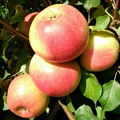 Яблоня ЭМБАССИ  Яблоня ЭМБАССИ в Москве