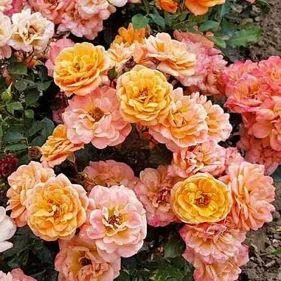 Саженцы роз ЭПРИКОТ КЛЕМЕНТИНА миниатюрная  Саженцы роз ЭПРИКОТ КЛЕМЕНТИНА миниатюрная в Москве