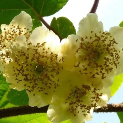 Актинидия АТЛАС (МУЖСКОЙ) — описание сорта Актинидия АТЛАС (МУЖСКОЙ) в Москве