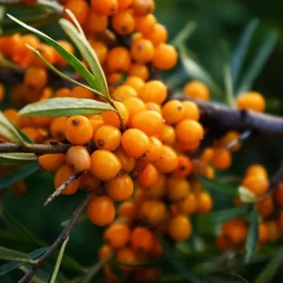 Облепиха МОСКОВСКАЯ ПРОЗРАЧНАЯ — описание сорта Облепиха МОСКОВСКАЯ ПРОЗРАЧНАЯ в Москве