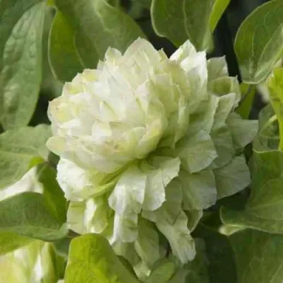 Клематис КОХАНА — описание сорта Клематис КОХАНА в Москве