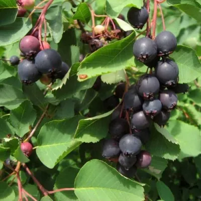 Ирга ФОРЕСТ ПРИНЦ — описание сорта Ирга ФОРЕСТ ПРИНЦ в Москве