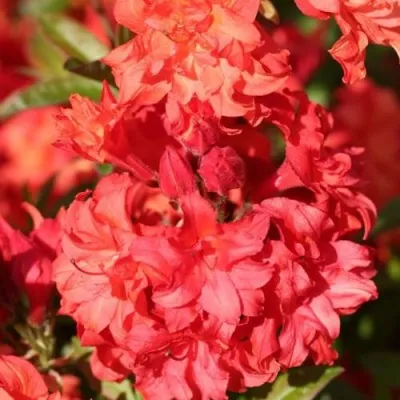 Азалия ФОЙЕРКОПФЕН крупноцветковая — описание сорта Азалия ФОЙЕРКОПФЕН крупноцветковая в Москве