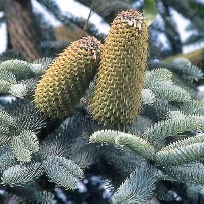 Пихта благородная — описание сорта Пихта благородная в Москве