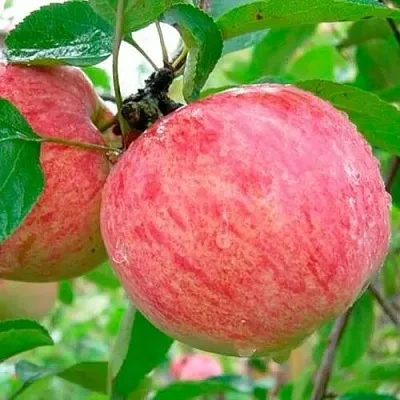 Яблоня КОРИЧНОЕ ПОЛОСАТОЕ  Яблоня КОРИЧНОЕ ПОЛОСАТОЕ в Москве