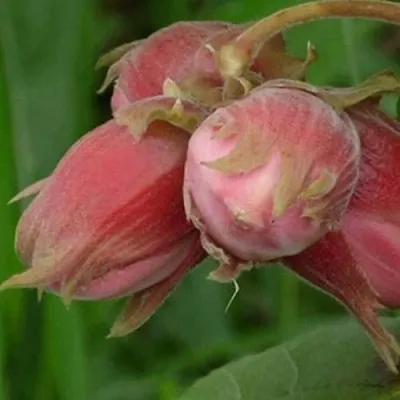 Фундук АКАДЕМИК ЯБЛОКОВ  Фундук АКАДЕМИК ЯБЛОКОВ в Москве