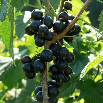 Смородина черная ВОЛОГДА в Москве