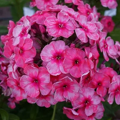 Флокс СТАРС ЭНД СТРАЙПС метельчатый  Флокс СТАРС ЭНД СТРАЙПС метельчатый в Москве