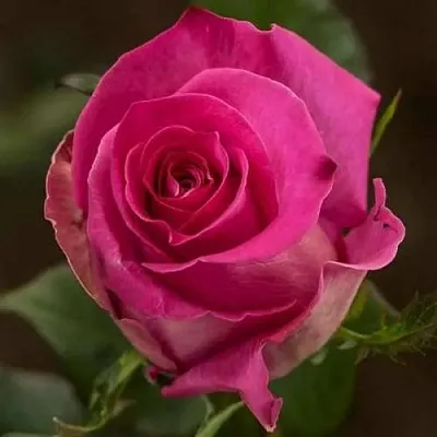 Саженцы роз ТОПАЗ чайно-гибридная в Москве