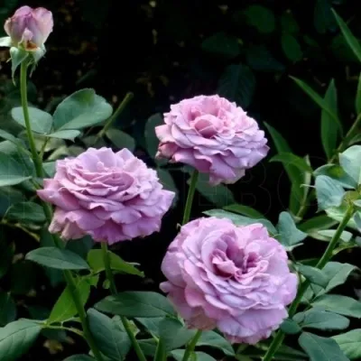 Саженцы роз ЛУГДУНУМ чайно-гибридная — описание сорта Саженцы роз ЛУГДУНУМ чайно-гибридная в Москве