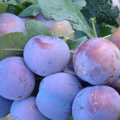 Слива НАГРАДА НЕМАНСКАЯ — описание сорта Слива НАГРАДА НЕМАНСКАЯ в Москве