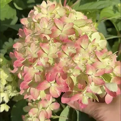 Гортензия ЛИТТЛ ЛАВ метельчатая в Москве