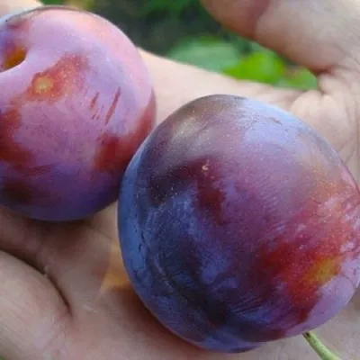 Слива РЕНКЛОД — описание сорта Слива РЕНКЛОД в Москве