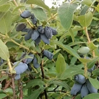 Жимолость съедобная НИМФА (ГАММА) — описание сорта Жимолость съедобная НИМФА (ГАММА) в Москве