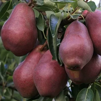 Груша РЕД ВИЛЬЯМС  Груша РЕД ВИЛЬЯМС в Москве