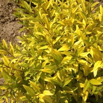 Бирючина АУРЕА обыкновенная в Москве