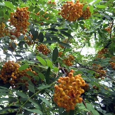 Рябина НЕВЕЖИНСКАЯ ЖЕЛТАЯ сладкоплодная — описание сорта Рябина НЕВЕЖИНСКАЯ ЖЕЛТАЯ сладкоплодная в Москве