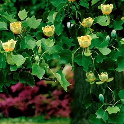 Лириодендрон  в Москве