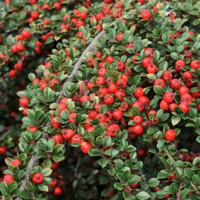 Кизильник КОРАЛ БЬЮТИ гибридный — описание сорта Кизильник КОРАЛ БЬЮТИ гибридный в Москве