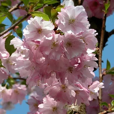 Вишня АККОЛЕЙД цветущая  Вишня АККОЛЕЙД цветущая в Москве