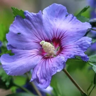 Гибискус МАРИНА сирийский — описание сорта Гибискус МАРИНА сирийский в Москве