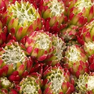 Молодило ХУКЕРА — описание сорта Молодило ХУКЕРА в Москве