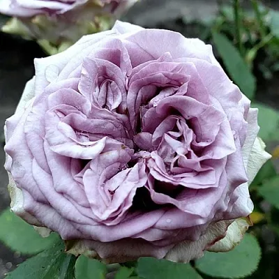 Саженцы роз ДОЛЬЧЕТТО чайно-гибридная в Москве