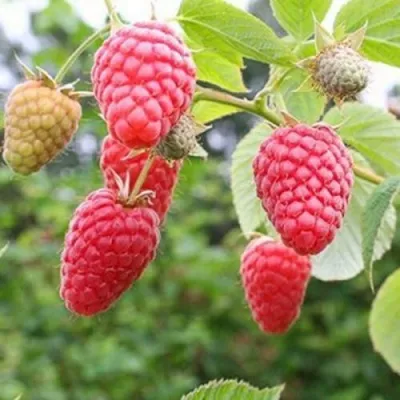 Малина ТАДМОР — описание сорта Малина ТАДМОР в Москве