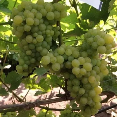 Виноград КИШМИШ 311 — описание сорта Виноград КИШМИШ 311 в Москве